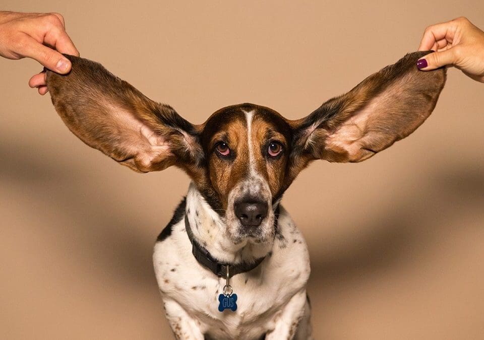 Social Audio: what is it and how does it benefit B2B marketers?