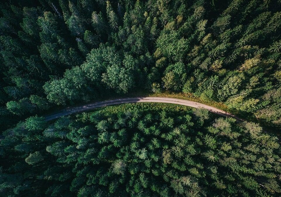 Less Cher, more Iron Man: B2B Website optimisation and the Strangler Fig pattern